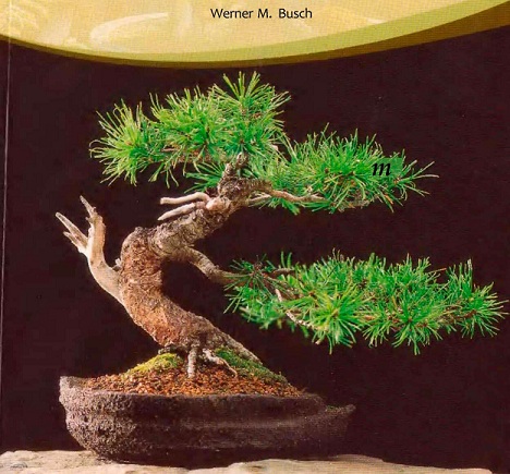 bonsai, creatief in de tuin